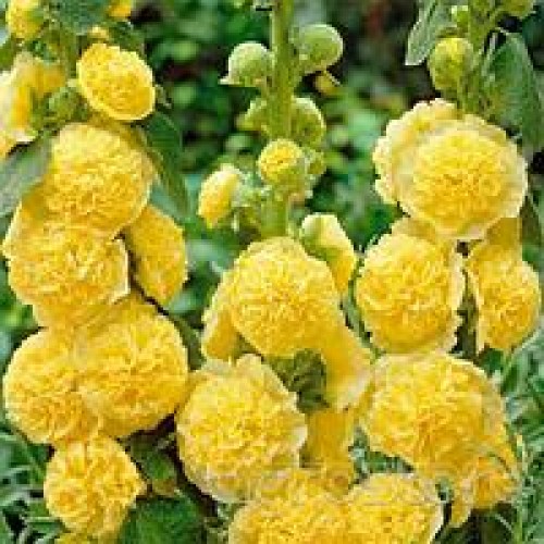 2597415465_w200_h200_malva-mahrovaya-zheltaya