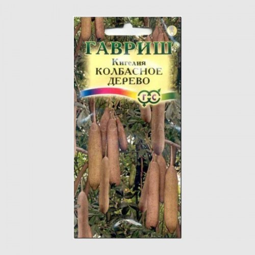 КИГЕЛИЯ КОЛБАСНОЕ ДЕРЕВО