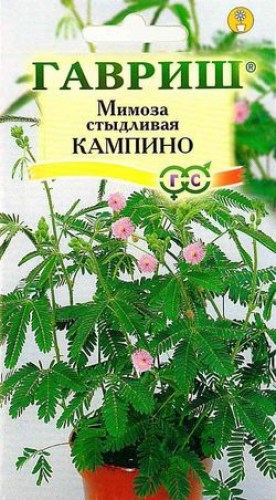 МИМОЗА СТЫДЛИВАЯ КАМПИНА 0,1Г