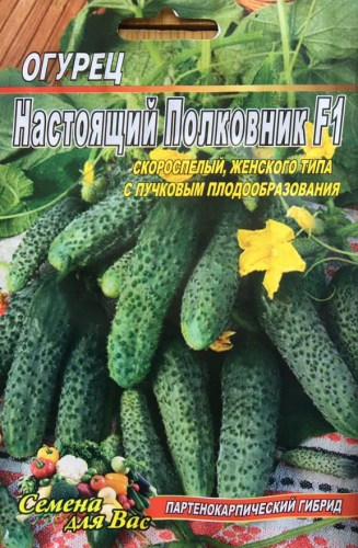 Огурец Настоящий полковник