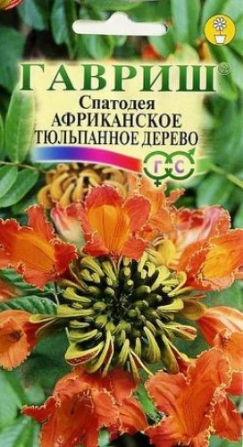 СПАТОДЕЯ АФРИКАНСКОЕ ТЮЛЬПАННОЕ ДЕРЕВО 0,05Г
