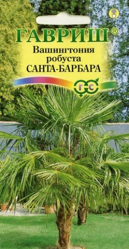 vashingtonia_santa-barbara_gavr